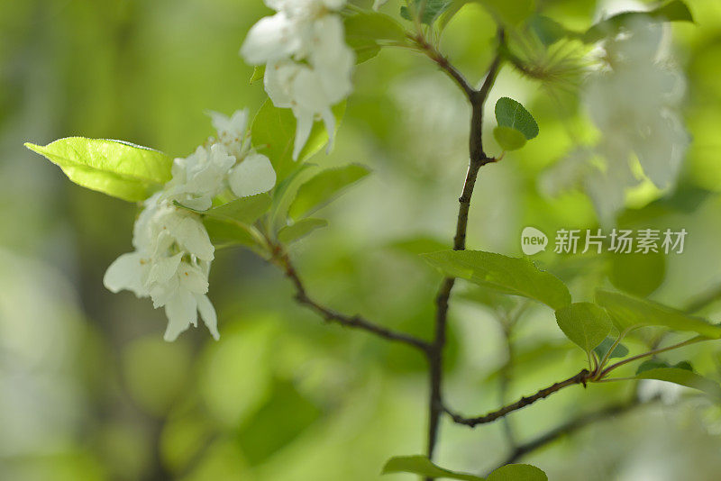 春天的花朵:大自然的美丽(阿波索纳尔135mm f2)